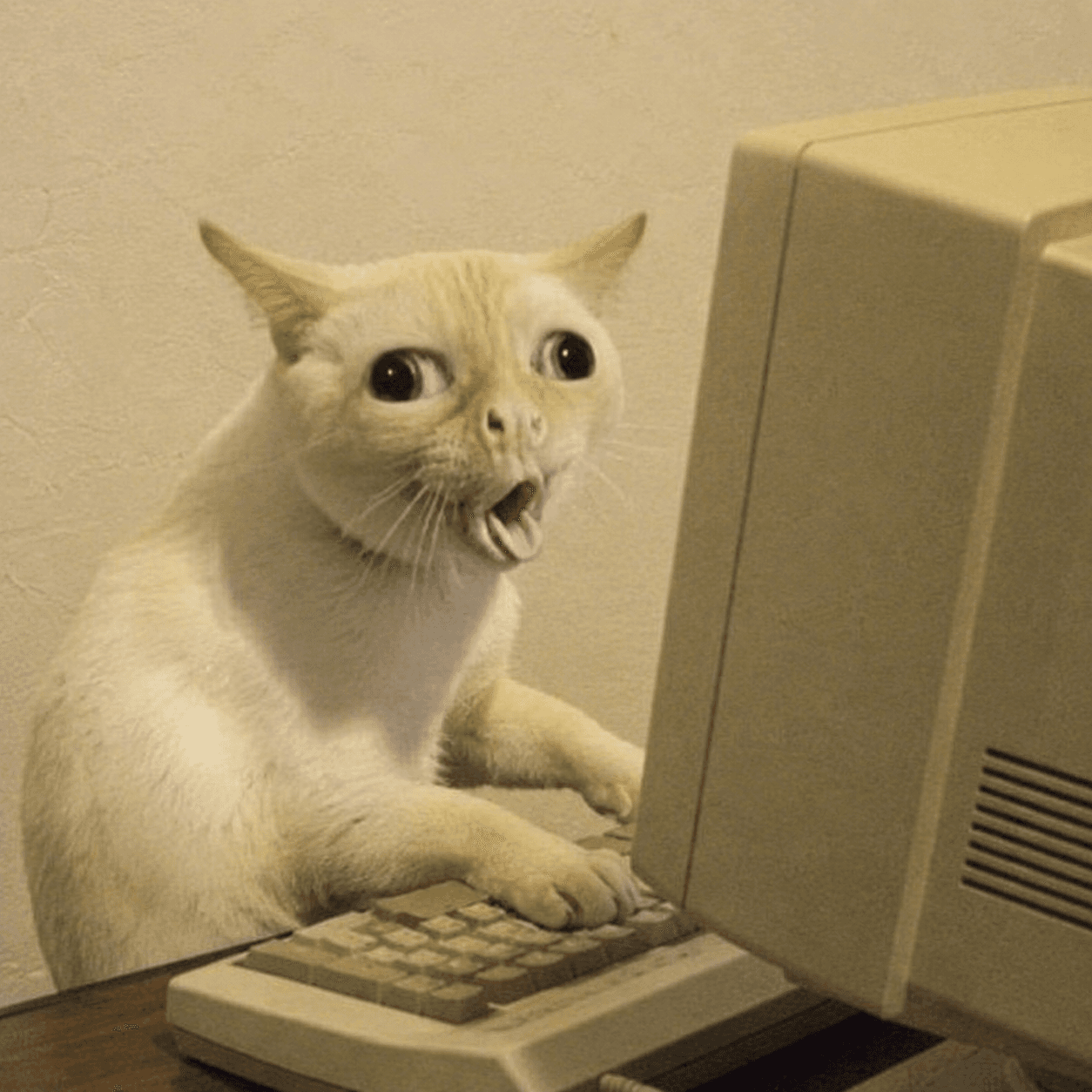 cream and white wide-eyed cat sitting at an old beige CRT computer